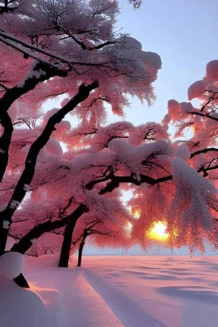 roze bloesem japan